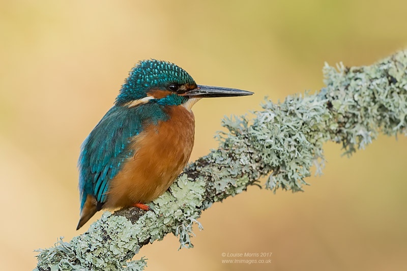  - Kingfishers