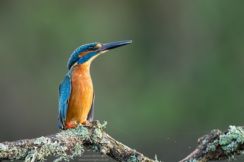  - Kingfishers