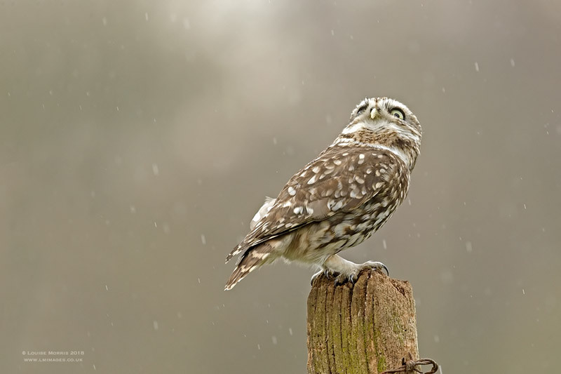  - Little Owls