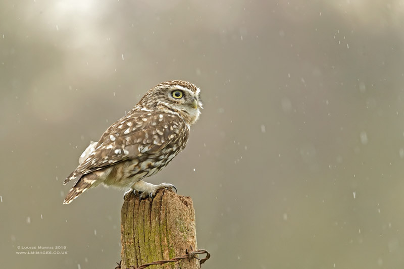  - Little Owls