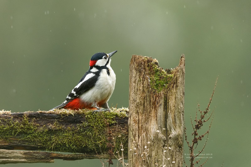  - Woodpeckers