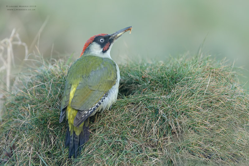  - Woodpeckers