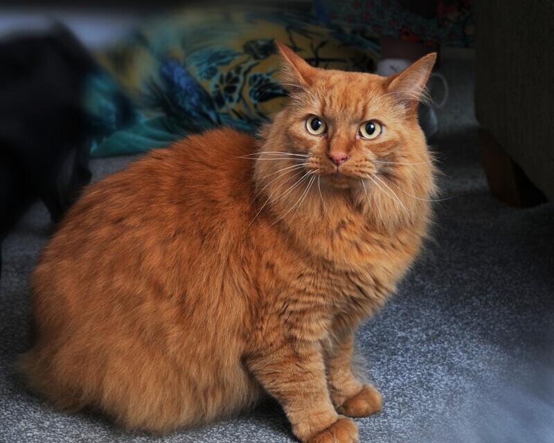 2 - Leo