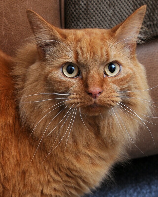3 - Leo