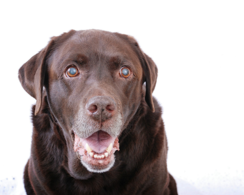  - The Tail Wags Gallery
