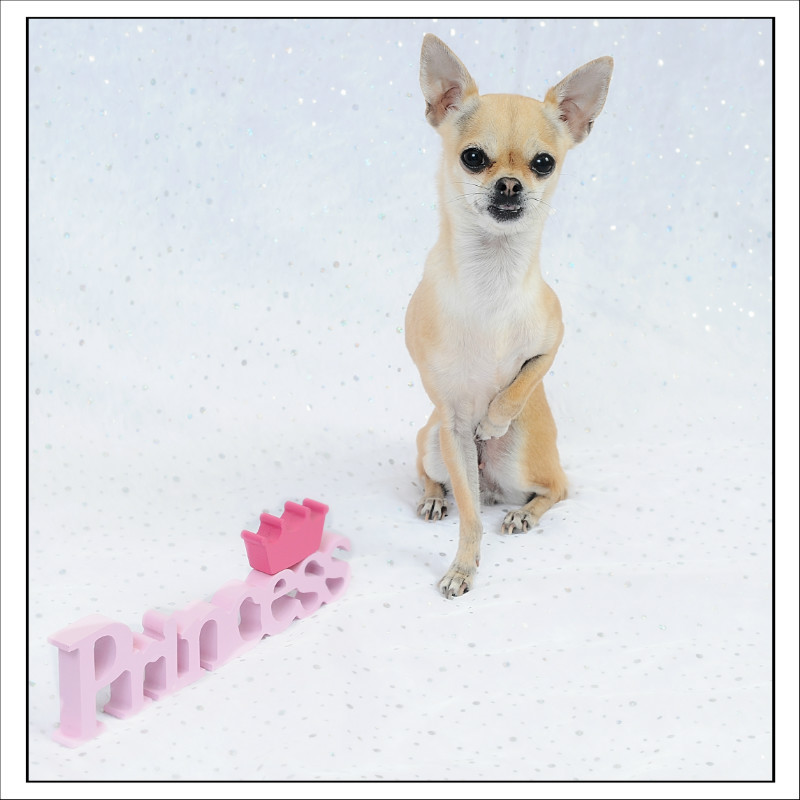  - The Tail Wags Gallery