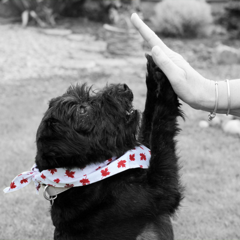  - The Tail Wags Gallery