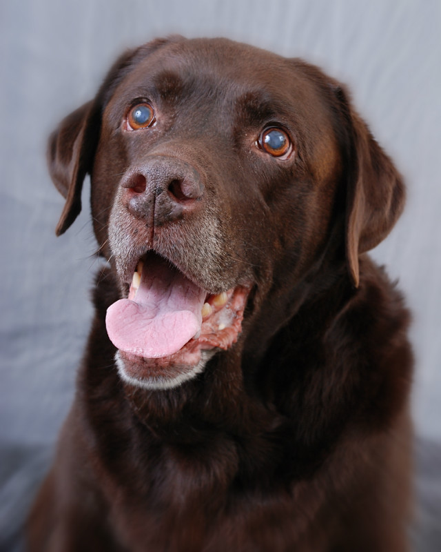  - The Tail Wags Gallery