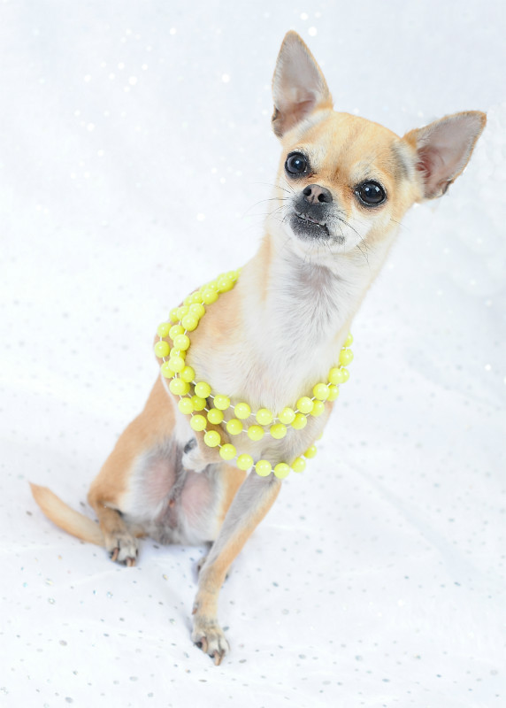  - The Tail Wags Gallery