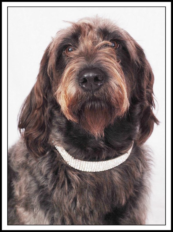  - The Tail Wags Gallery