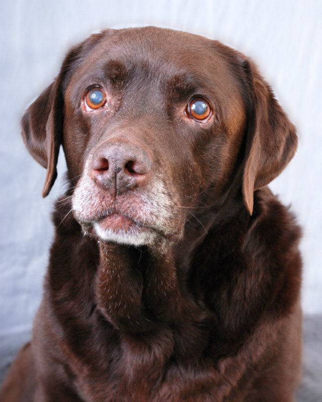  - The Tail Wags Gallery