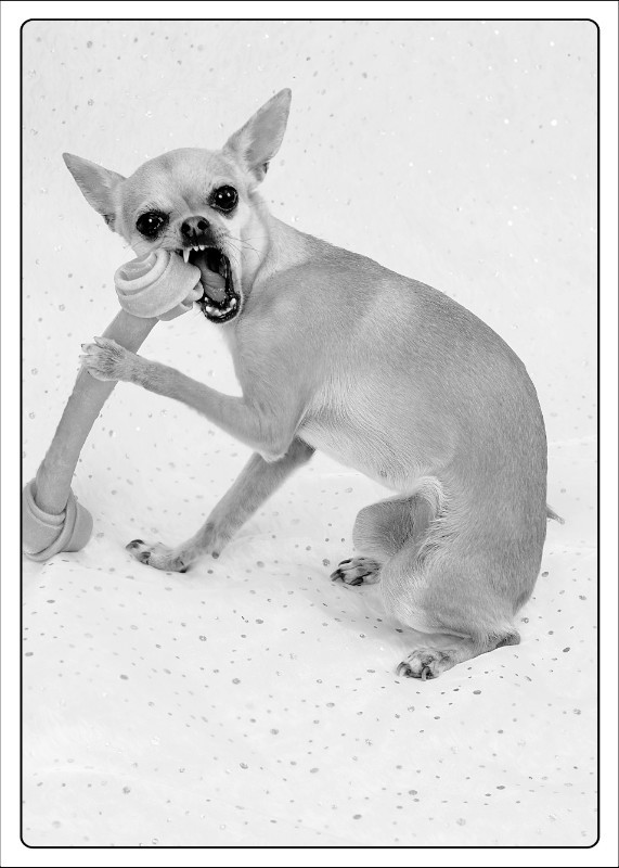  - The Tail Wags Gallery