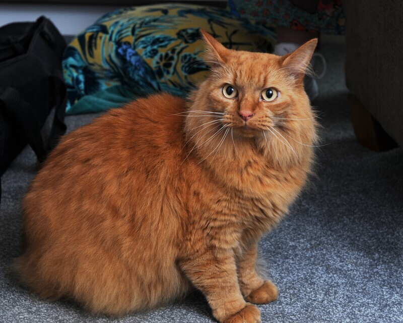 1 - Leo