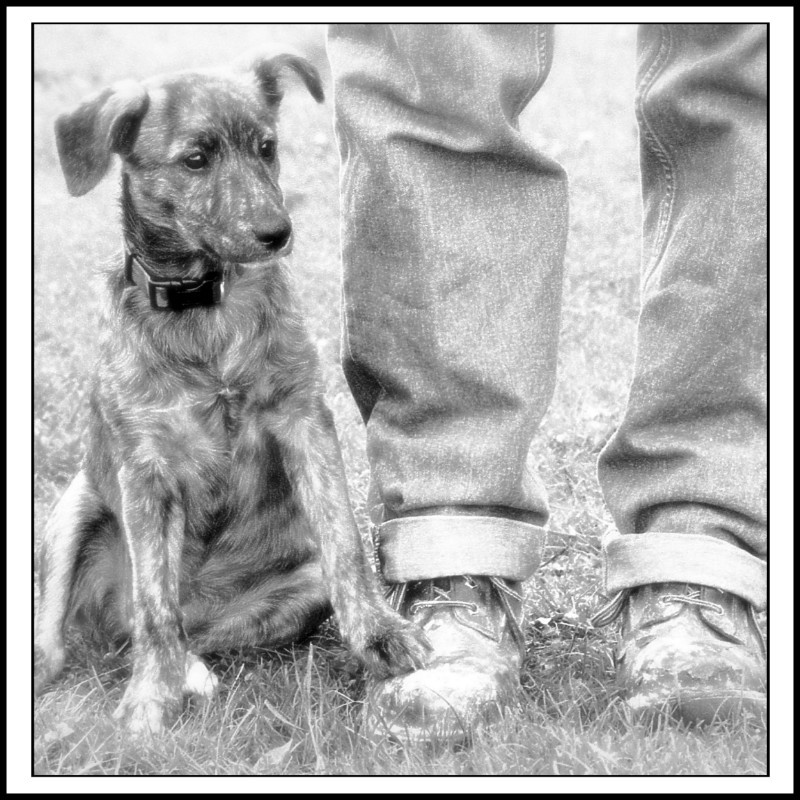  - The Tail Wags Gallery