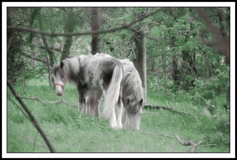  - The Tail Wags Gallery
