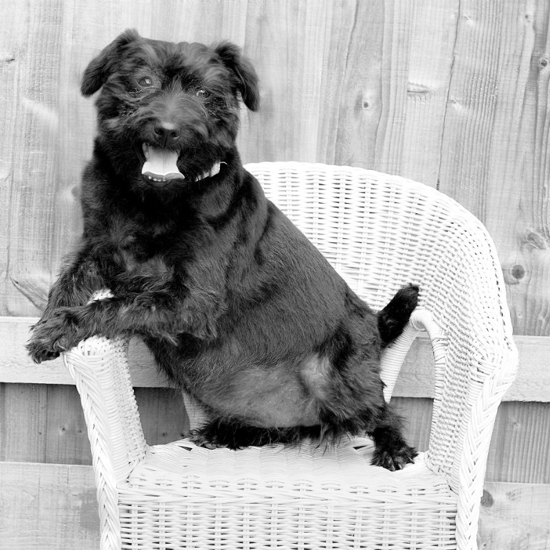  - The Tail Wags Gallery