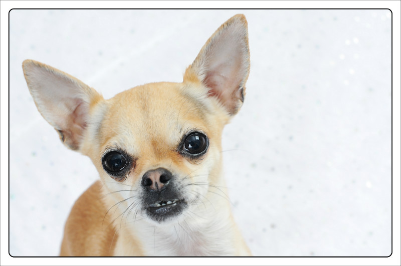  - The Tail Wags Gallery