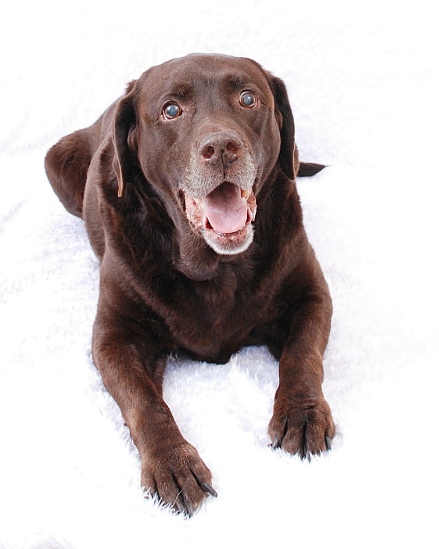  - The Tail Wags Gallery
