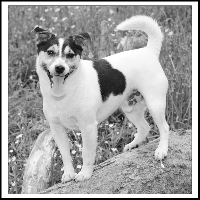  - The Tail Wags Gallery
