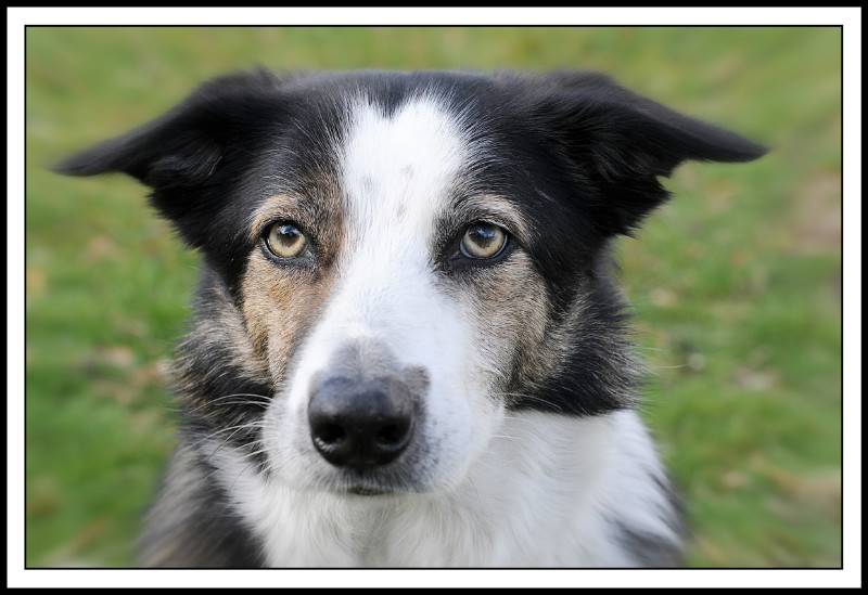  - The Tail Wags Gallery