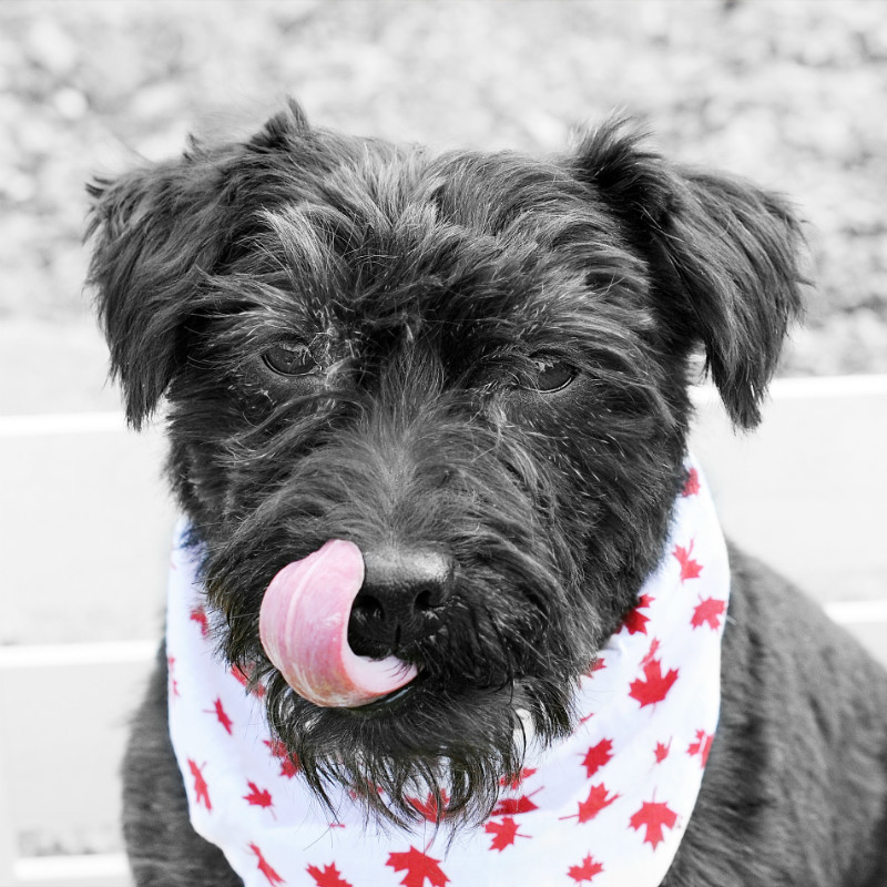  - The Tail Wags Gallery