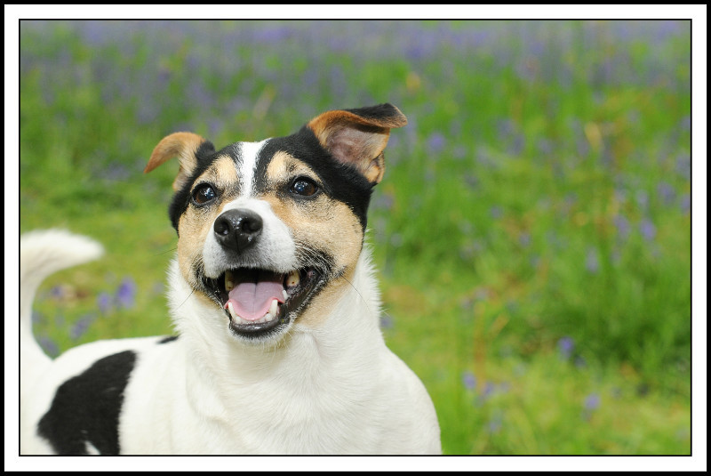  - The Tail Wags Gallery