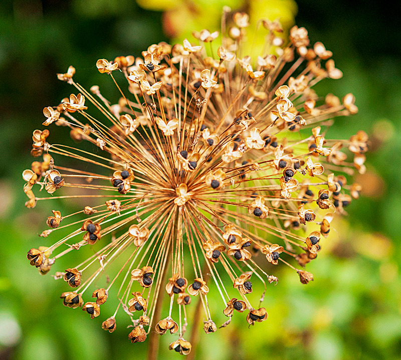 Allium Seedhead - Plants