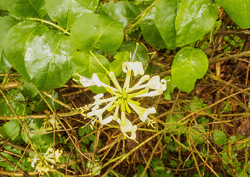 Lonicera periclymenum - Plants