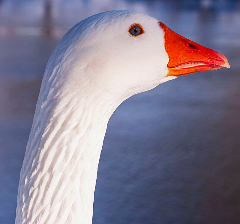 Swan - Wildlife