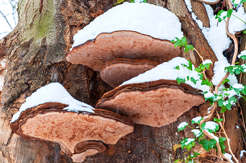 Bracket Fungus - East Lothian