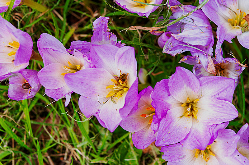 Colchicum cilicicum - Plants