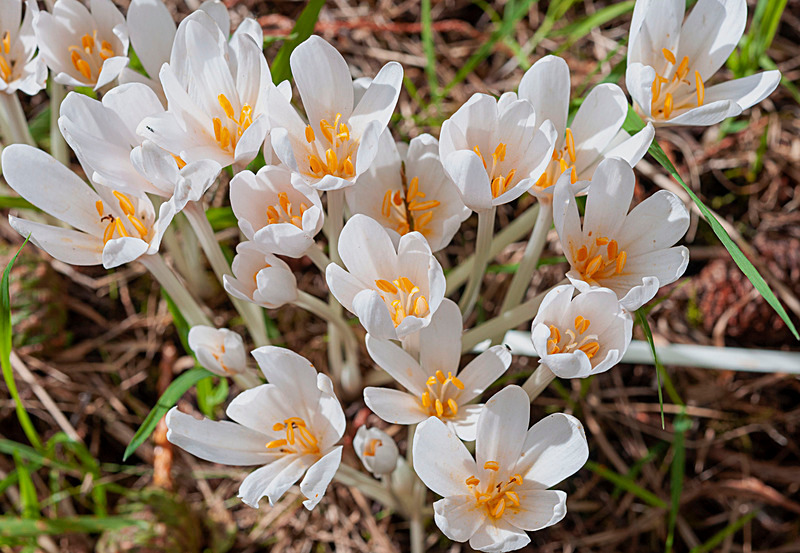 Colchicum autumnale Album - Plants