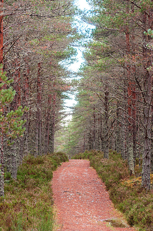Woodscape - Cairngorms