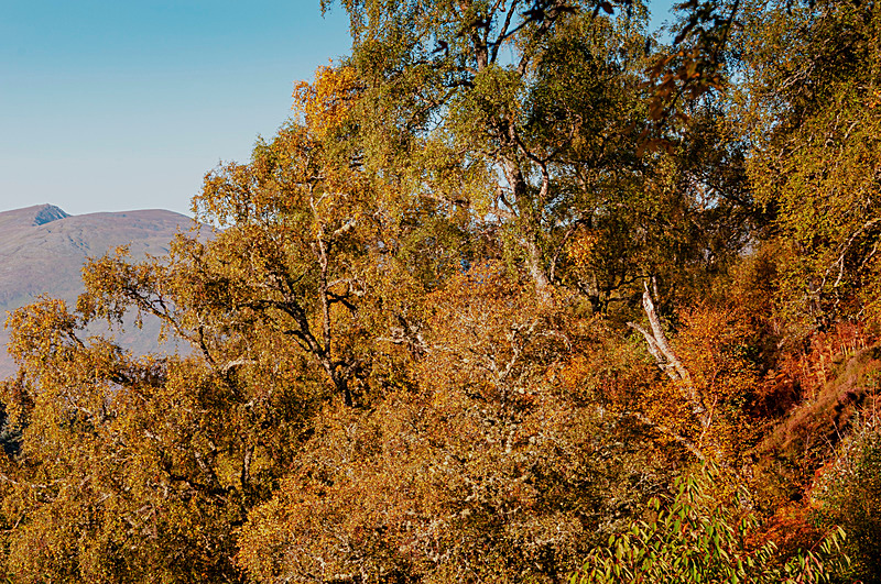 Autum Colour - Laggan