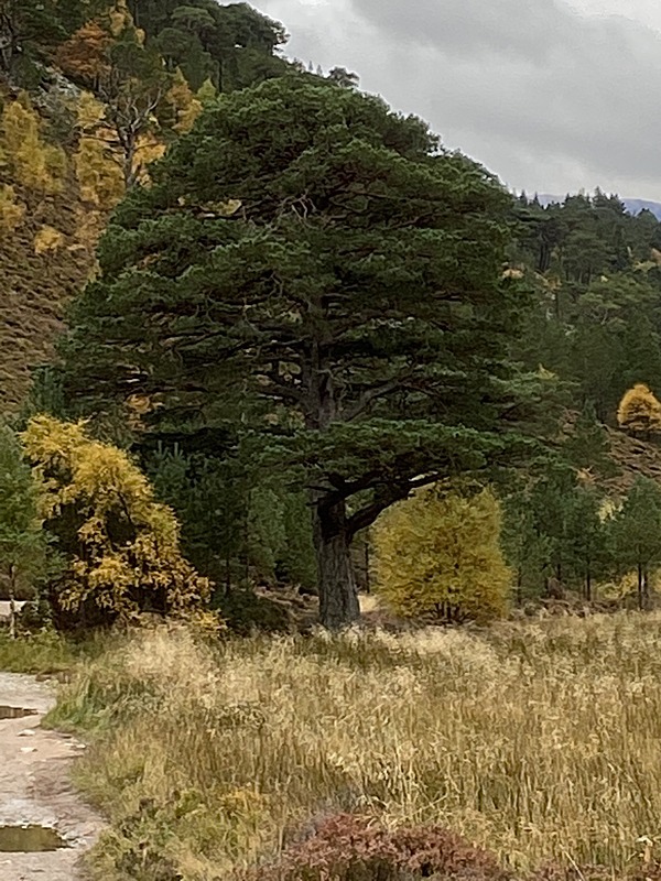 Majestic Pine - Cairngorms
