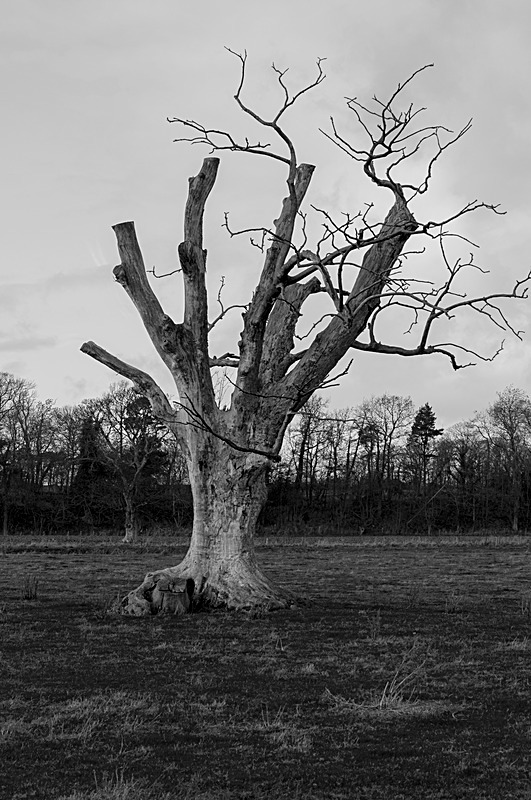 Dead Tree on the Lennoxlove Estate - East Lothian
