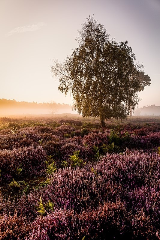  - Suffolk