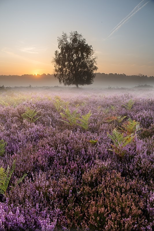  - Suffolk