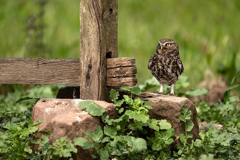 Stepping Up - Little Owls