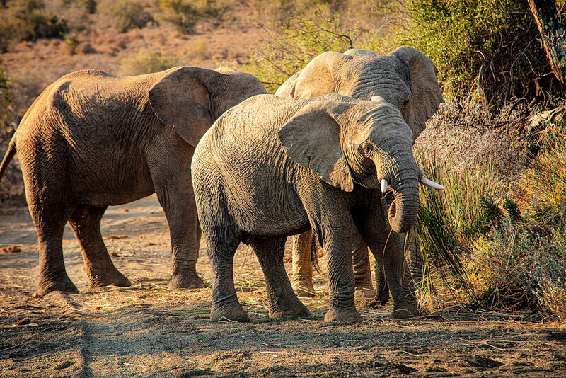family-meal - South Africa 2020
