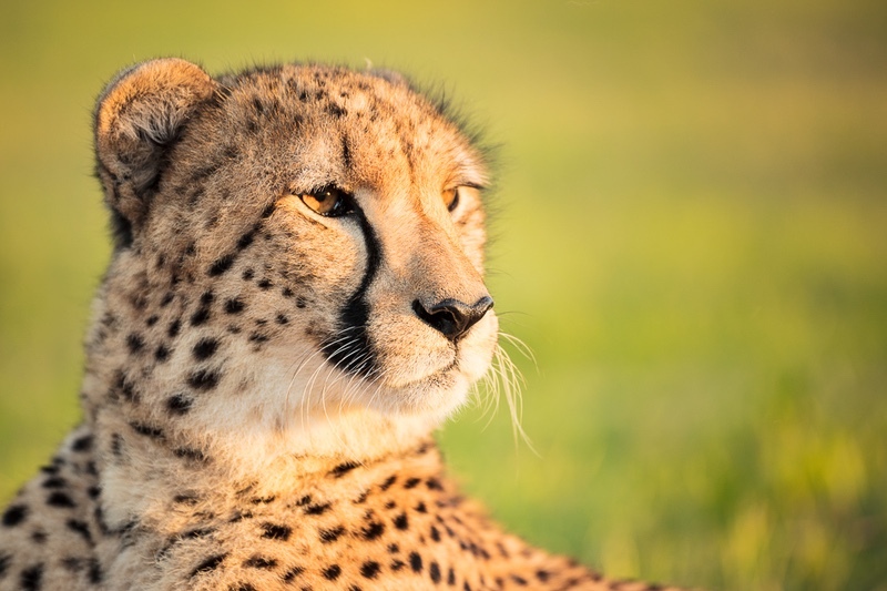 Cheetah Portrait - Big Cats