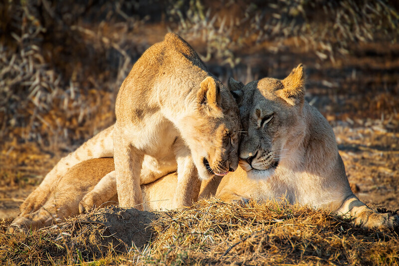 a-daughters-love - South Africa 2020