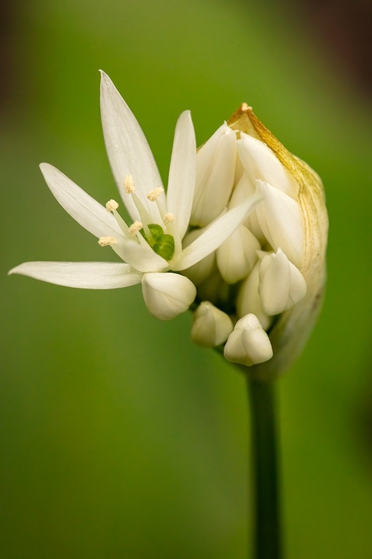 Wild Garlic - Wild Flowers (Lockdown in Spring)