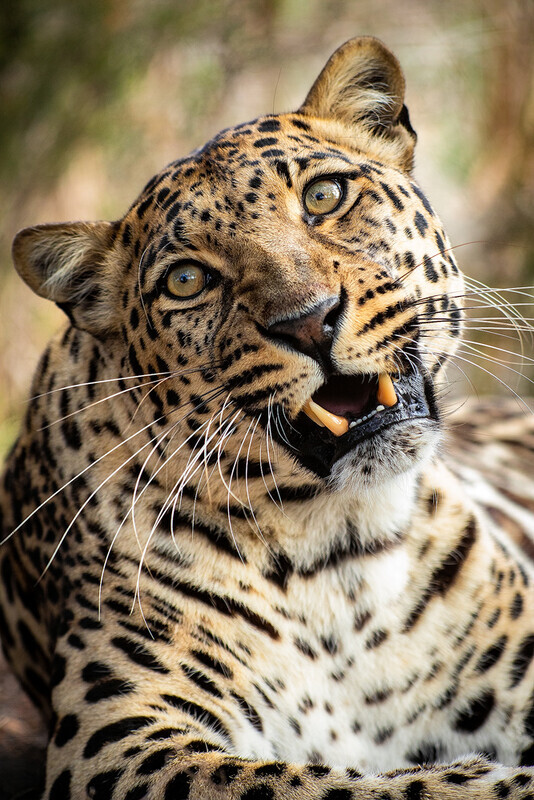 leopard-portrait - South Africa 2020