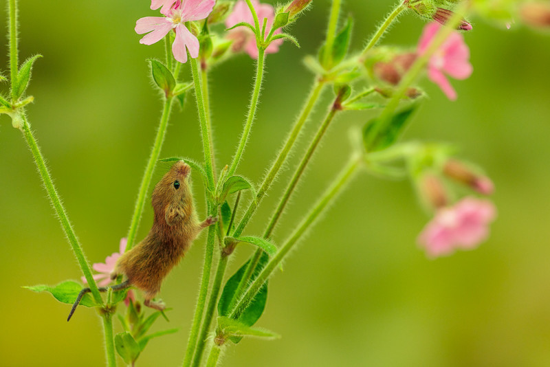 Wake up and Smell the Flowers - Nature
