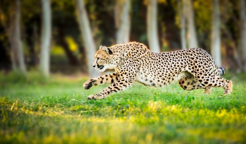 Launching (Cheetah) - Big Cats