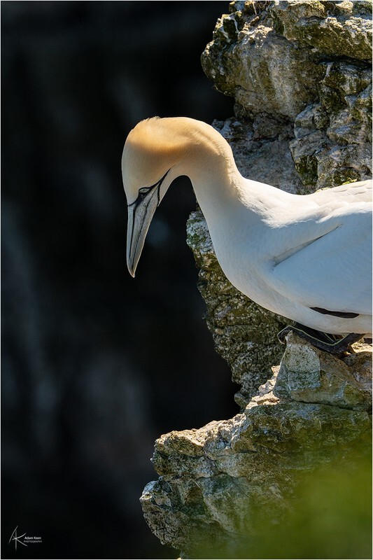 Vantage Point - Bempton Gannets