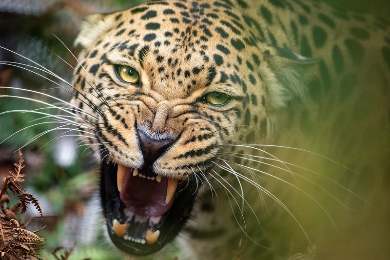 Leopards Snarl - Big Cats