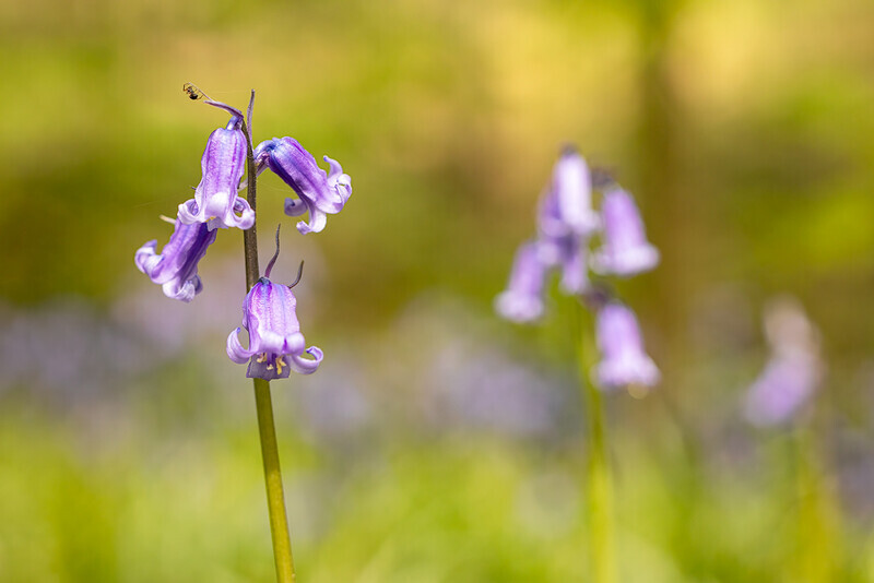 The Little Bellringer - Wild Flowers (Lockdown in Spring)