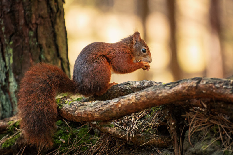 26 of 52: Red Squirrel, Formby - 1 out of 52 project 2018